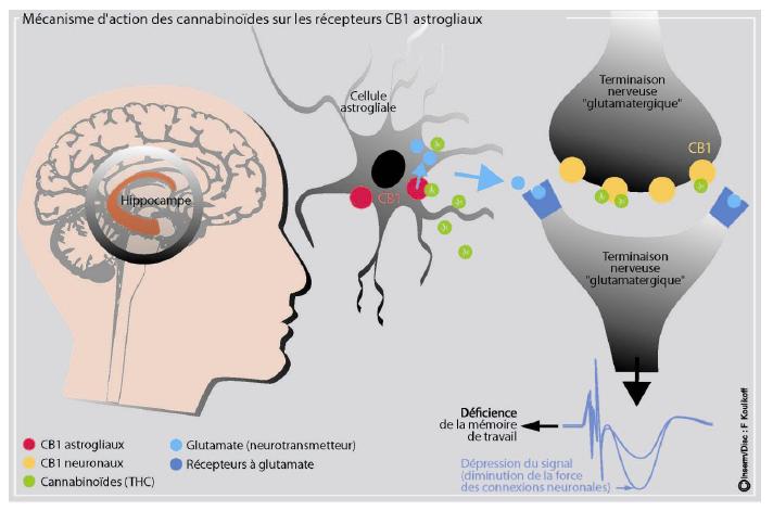 Neurotransmetteurs et substances psychoactives 3 : Glutamate