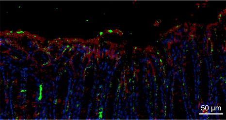 Élafine (en vert) libérée par la bactérie recombinante à la surface du colon d'une souris traitée. En rouge, les cellules épithéliales. En bleu, les noyaux cellulaires. 
