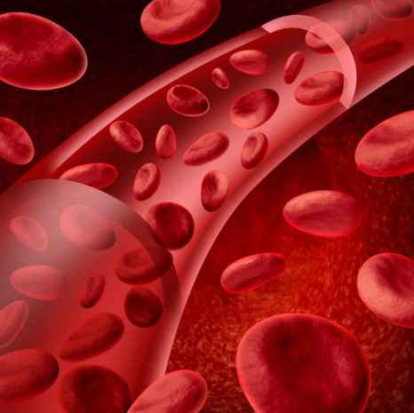 Vaisseaux sanguins et globules rouges