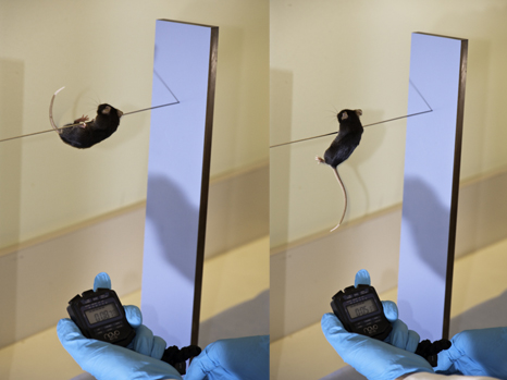 Mesure des fonctions sensori-motrices de la souris à l'aide d'un test comportemental de reflexe de traction 