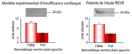 fig2_pinet Tropopine T remodelage ventriculaire