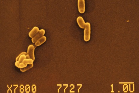 inserm_12999_listeria bactérie méningite