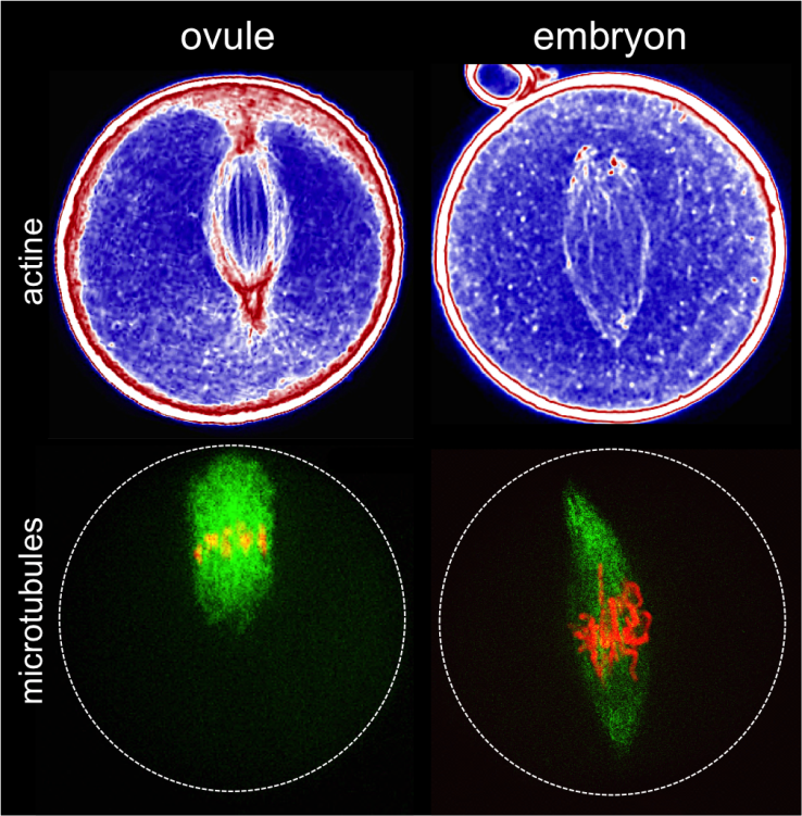 In Vitro Culture de l'ovule pour vivre-cellule d'imagerie du Zygote  polarisation et structuration d'embryon chez Arabidopsis thaliana