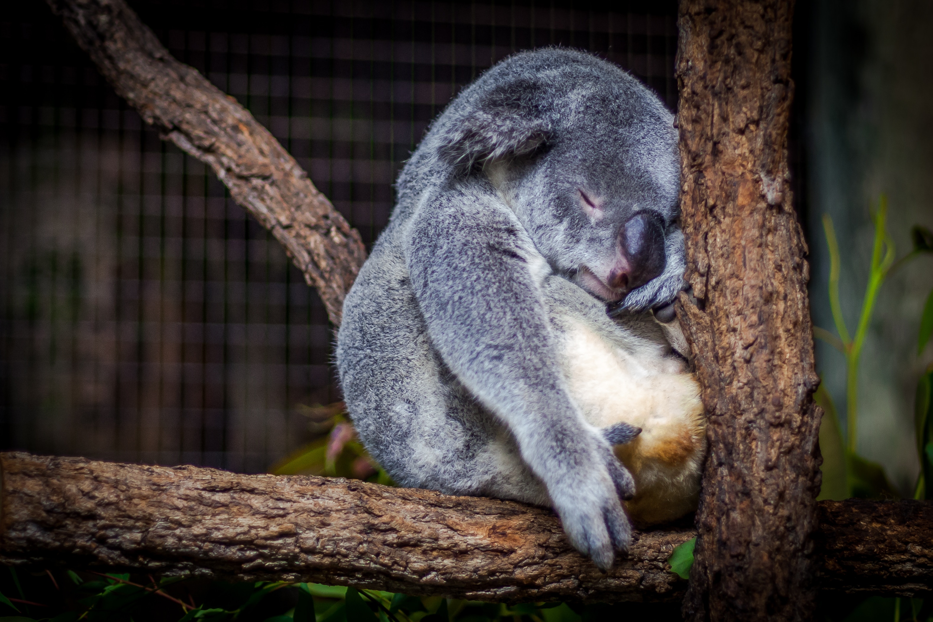 koala endormi sur un arbre