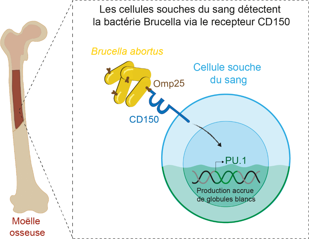 bactérie Brucella
