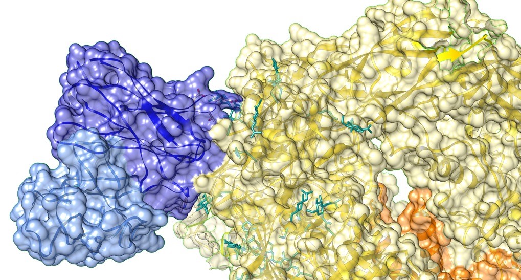 Fragments anticorps du bNAb EPCT112