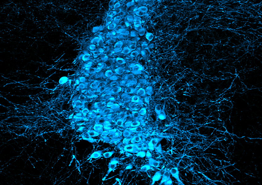Neurones noradrénergiques présents dans le locus coeruleus de souris