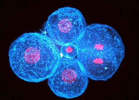 Embryon humain au stade 4 cellules.