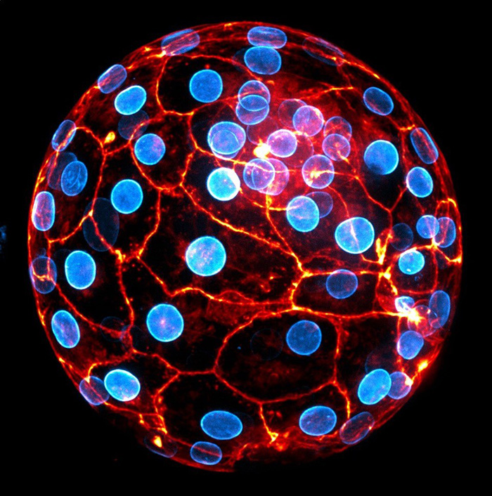Embryon humain au stade blastocyste