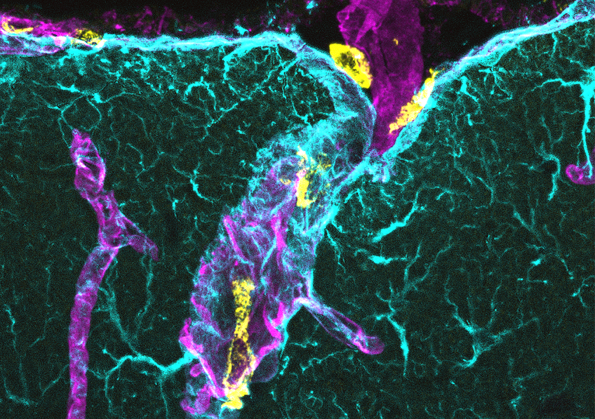 Visualisation, au sein de la barrière hémato-encéphalique, des macrophages associés au cerveau (CAM, en jaune), à l'interface entre un vaisseau sanguin (magenta) et des astrocytes (cyan), cellules de soutien des neurones en forme d'étoile.