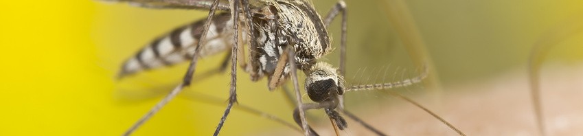 Journée mondiale du paludisme – 25 avril 2023