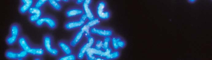 (French) Découverte d’une nouvelle règle d’organisation spatiale des chromosomes qui reflète leur fonctionnement