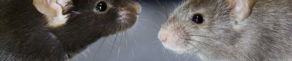 In Mice, Exposure to Chlordecone has Transgenerational Effects on Sperm Production