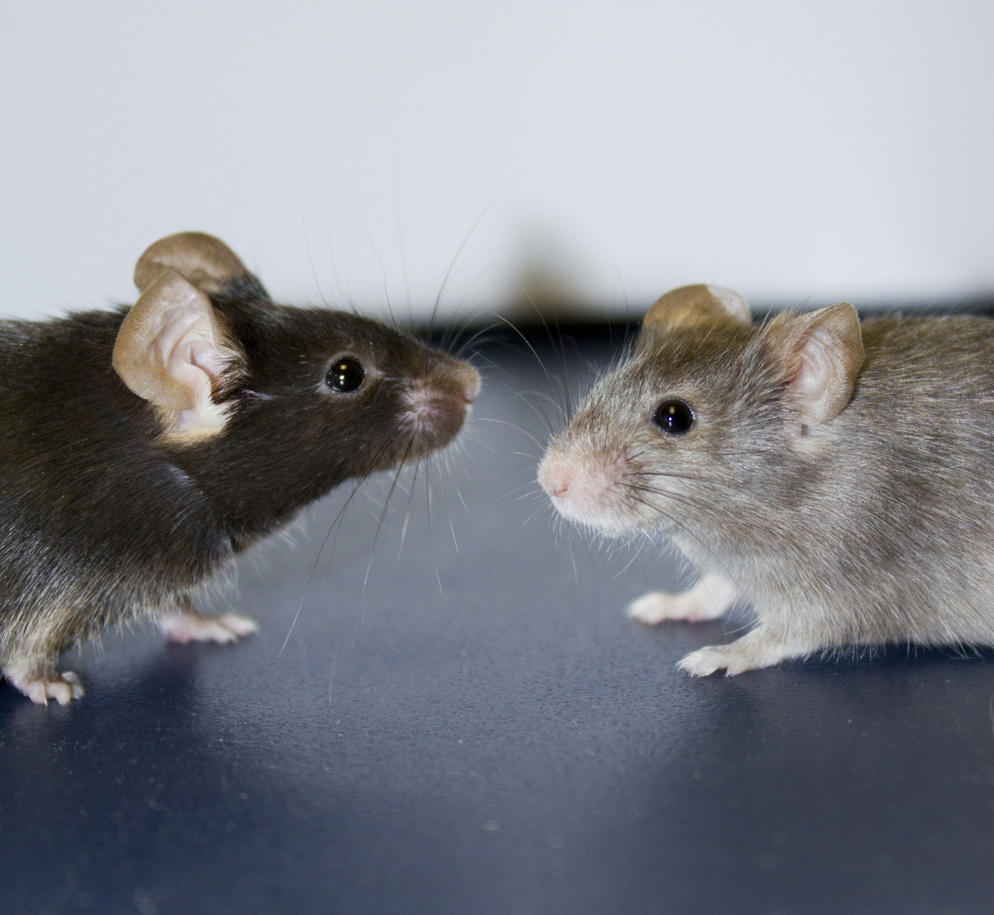 A white mouse … Newsroom Inserm