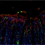 Élafine (en vert) libérée par la bactérie recombinante à la surface du colon d'une souris traitée. En rouge, les cellules épithéliales. En bleu, les noyaux cellulaires.