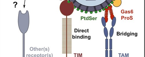 TIM and TAM: 2 paths used by the Dengue virus to penetrate cells