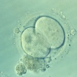 embryon humain deux jours après fécondation