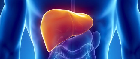 Testosterone responsible for worsening iron overload in chronic liver diseases
