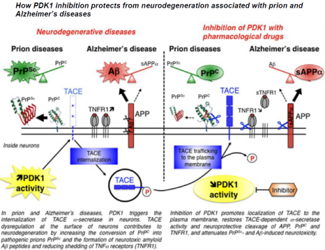 schéma Prions Alzheimer en