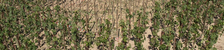 Acquittal of Colmar GMO reapers