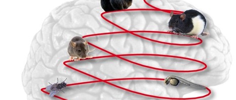 La crise d’épilepsie : une activité primitive du cerveau dont les mécanismes sont conservés à travers les espèces