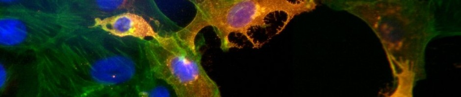 Chikungunya virus epidemic