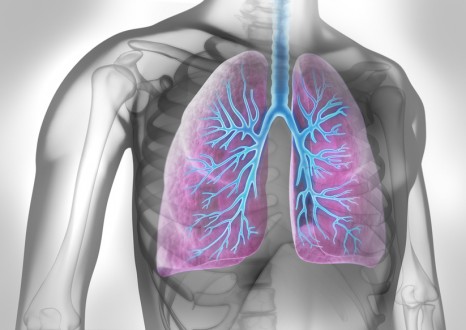 Lunge mit Bronchien in grauem Umfeld
