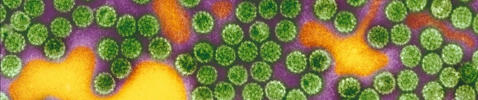 Human papillomavirus linked to auto-immune disease