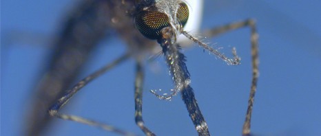 Action on malaria: 16 new mosquito genomes sequenced