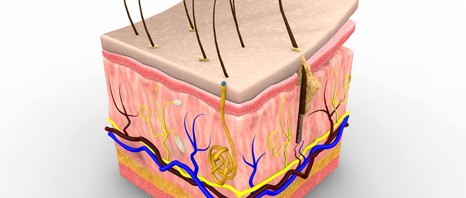 Avoiding skin graft rejection: it’s possible!