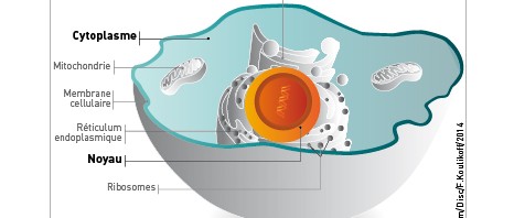 A mechanism for eliminating proteins accidentally localised to the cell nucleus