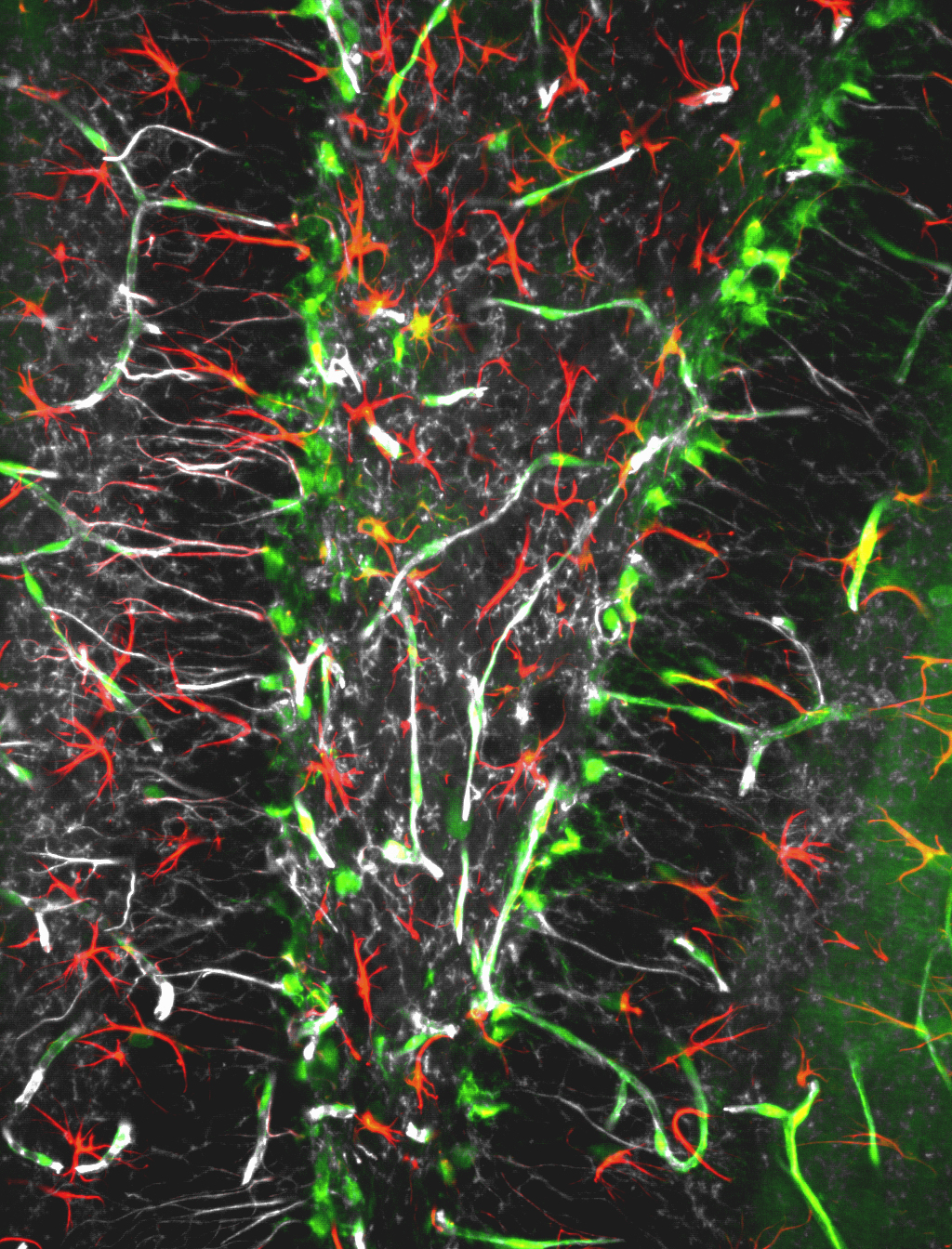 VEGF-C, an indispensable growth factor for producing new neurons