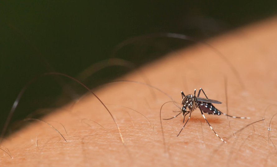 Les conséquences neurologiques du virus Zika enfin dévoilées