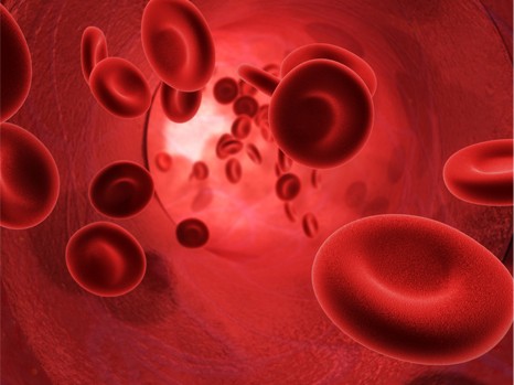 Sang circulant dans une artère (Globules rouges)