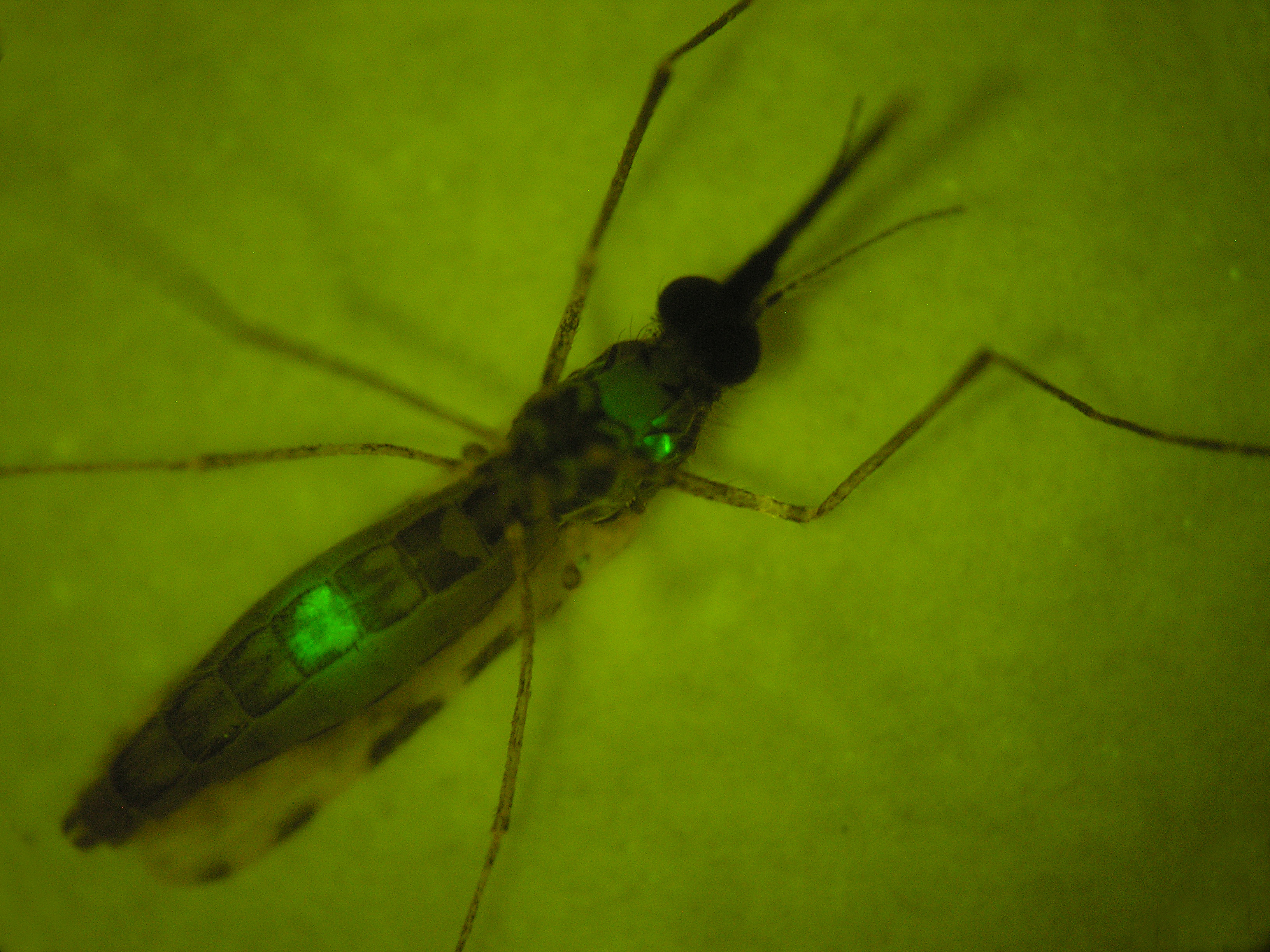 Malaria: a genetically attenuated parasite induces an effective, long-lasting immune response