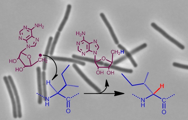 Toward the synthesis of antibiotics by a new bacterial enzyme