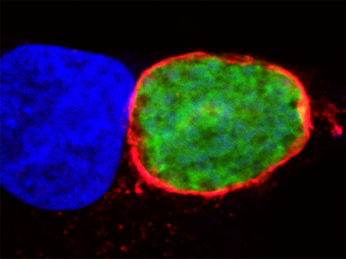 Malaria: new insights into the mechanisms of parasite entry into liver cells
