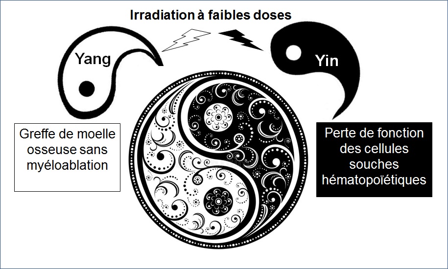 The Yin and Yang of Low-dose Irradiation on Hematopoiesis