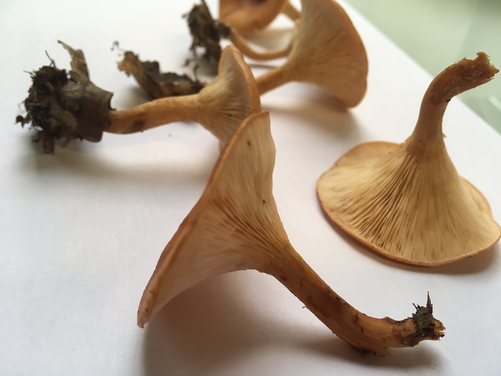 An Edible Mushroom With Potential to Fight Human Genetic Diseases