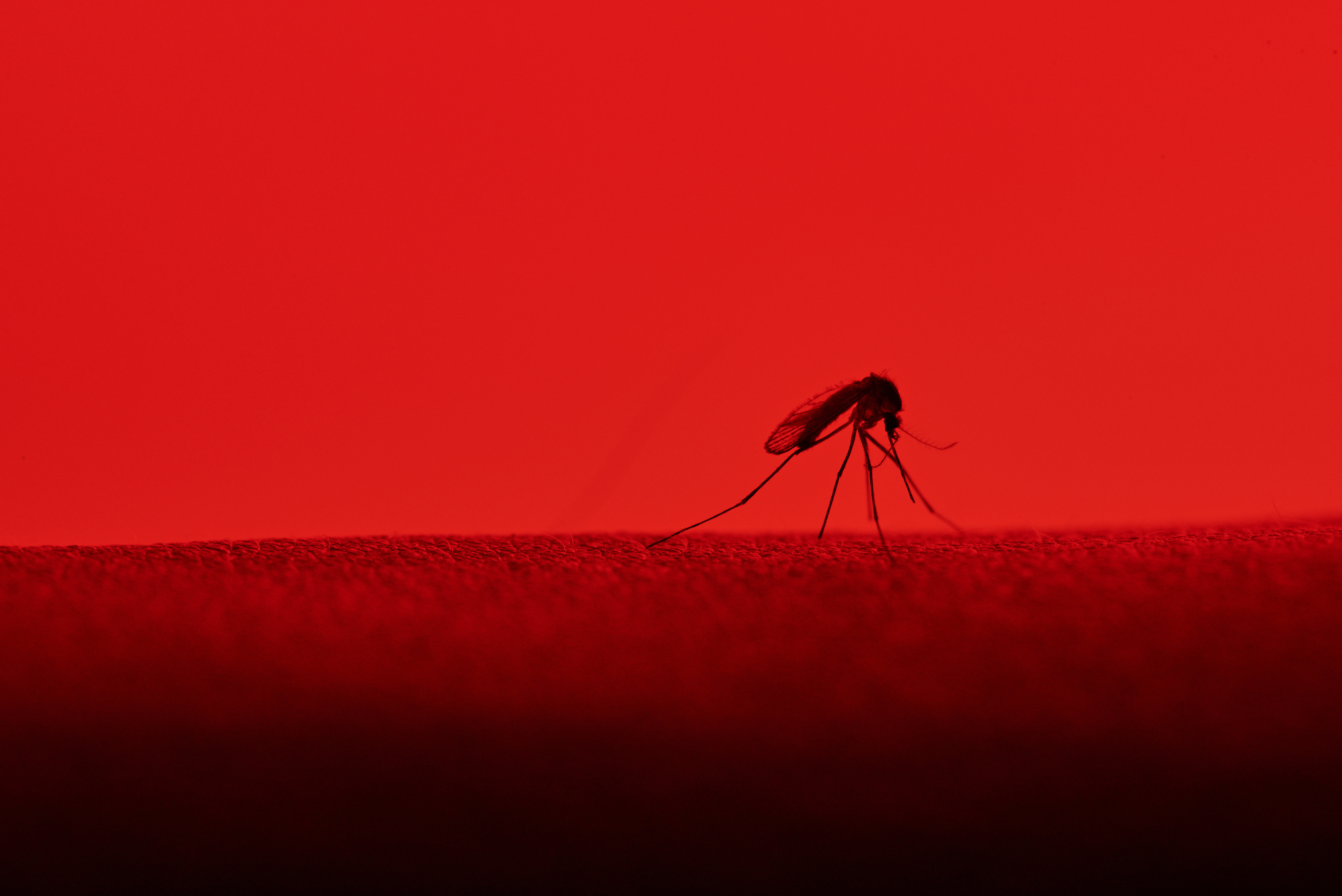 New Antiviral Targets Identified to Combat Dengue