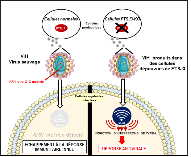 A better understanding of how HIV-1 evades the immune system