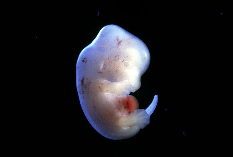 Le Japon approuve les premières expériences sur des embryons hybrides homme/animal
