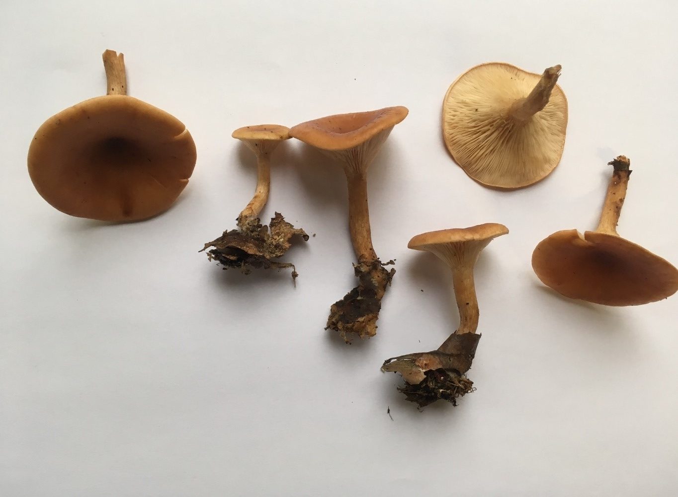 A Mushroom to the Rescue of Patients with Rare Genetic Diseases