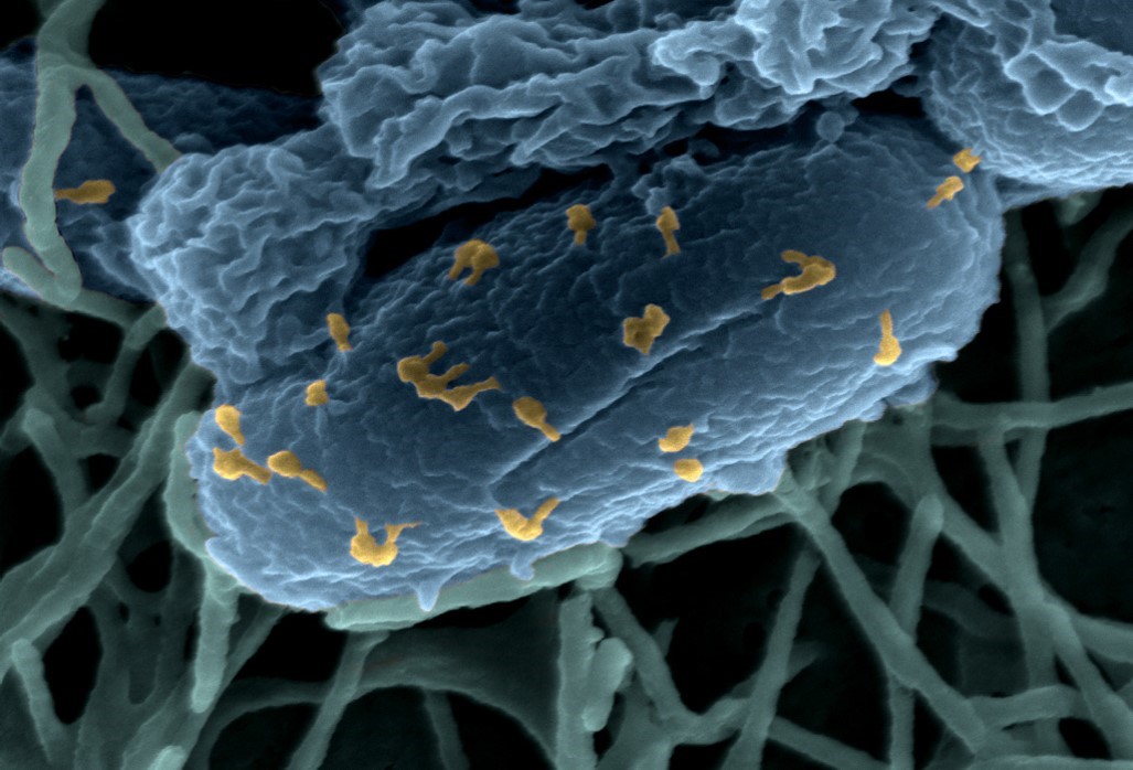 Microbiote : la géographie intestinale influence les interactions entre les bactéries et leurs virus