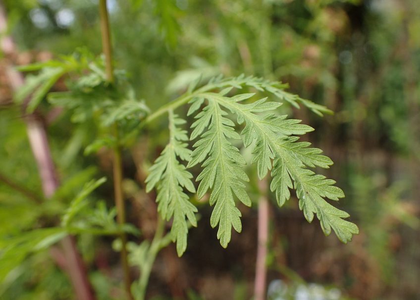 Artemisia miracle plant, really? - Inserm Newsroom