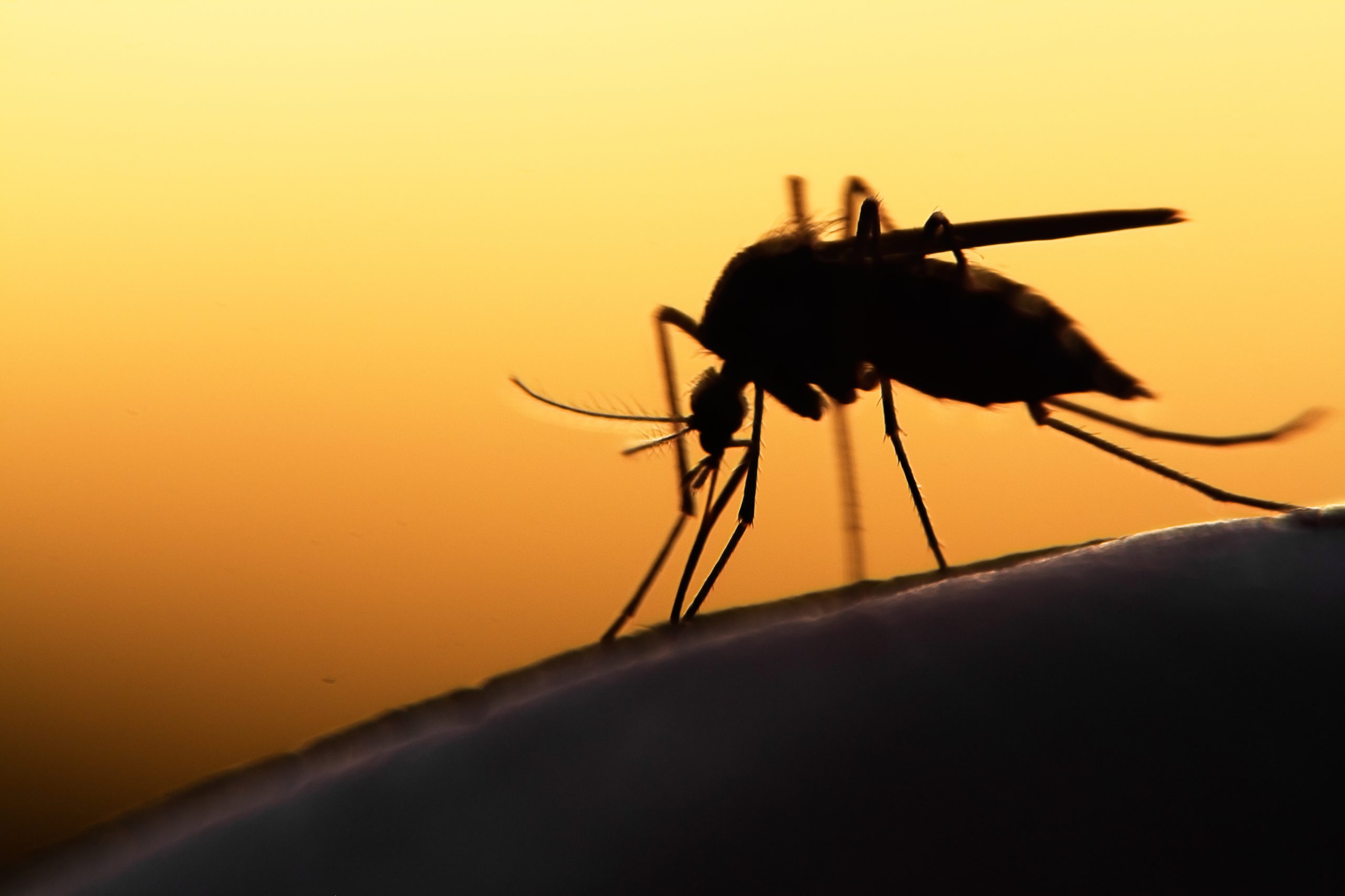 Le VIH transmis par les piqûres des moustiques, vraiment ?