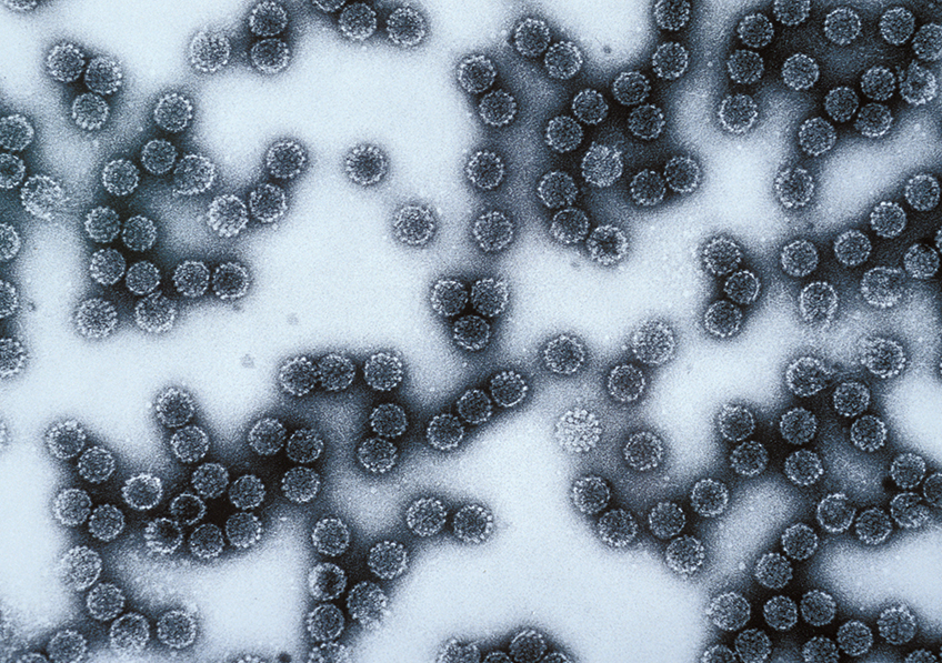 papillomavirus genetique