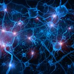 Cellules neuronales/ Onimate