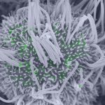 cellule ciliée infectée SARSCOV2