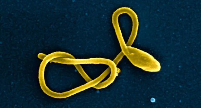 Ebola : que sait-on du variant Bundibugyo qui circule en RDC et en Ouganda ?